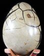 Septarian Dragon Egg Geode - Black Crystals #48003-3